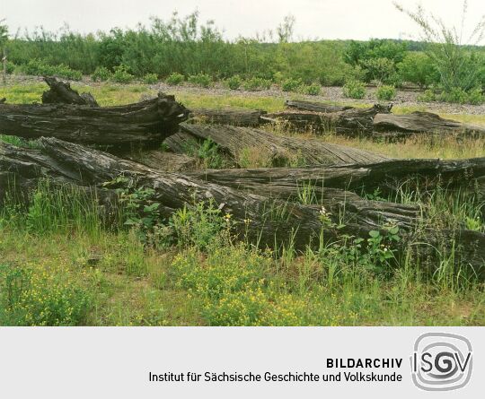 Mooreichen im ehemaligen Braunkohletagebau in Burghammer