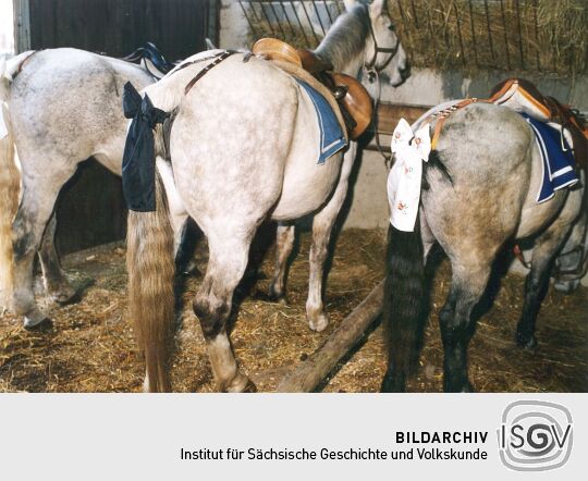 Für das Osterreiten in Wittichenau geschmückte Pferde