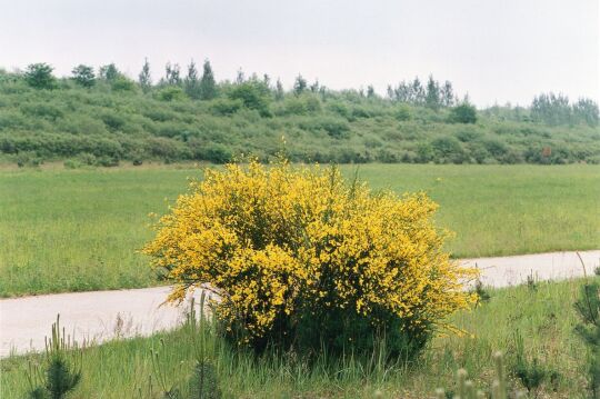 Rekultivierter Braunkohlentagebau in Burghammer