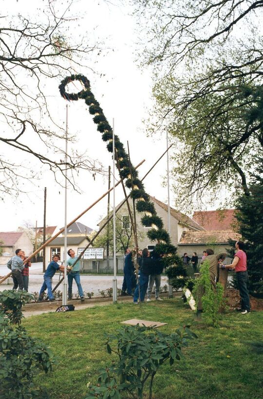 Aufstellung des Maibaumes in Zschornau-Schiedel