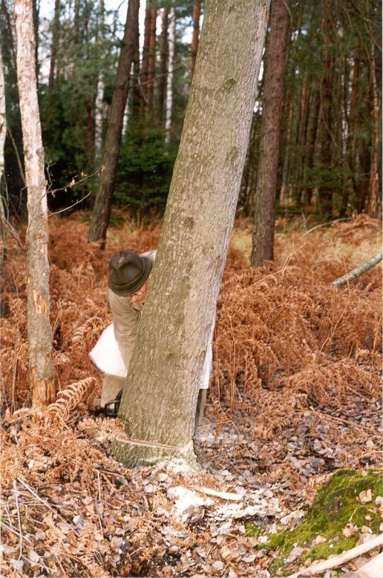 Fällen von Schwarzpappeln im Coseler Forst