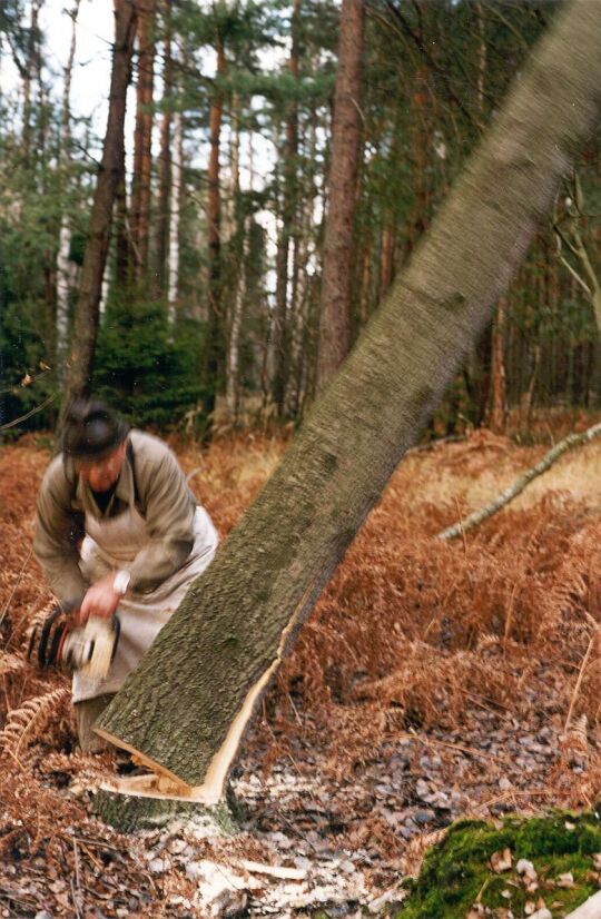 Fällen von Schwarzpappeln im Coseler Forst