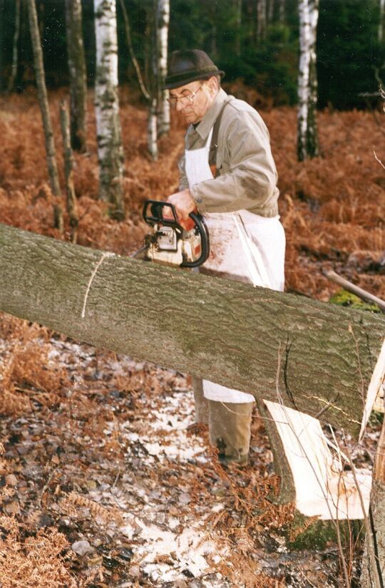 Fällen von Schwarzpappeln im Coseler Forst