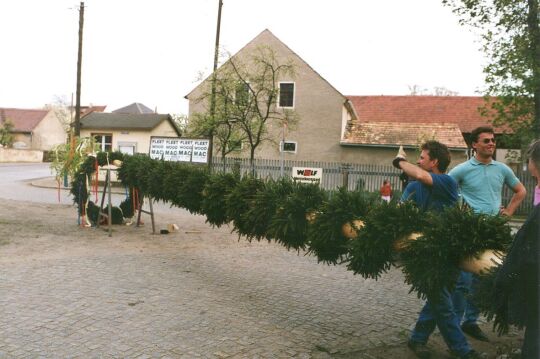 Aufstellen des Maibaums in Zschornau-Schiedel