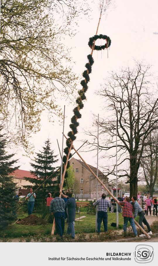 Aufstellung des Maibaumes in Zschornau-Schiedel