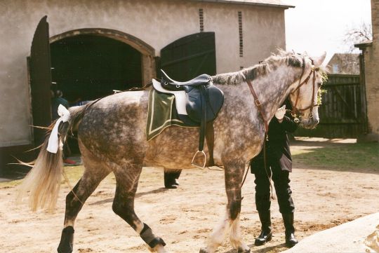 Pferd vom Osterreiten in Ralbitz