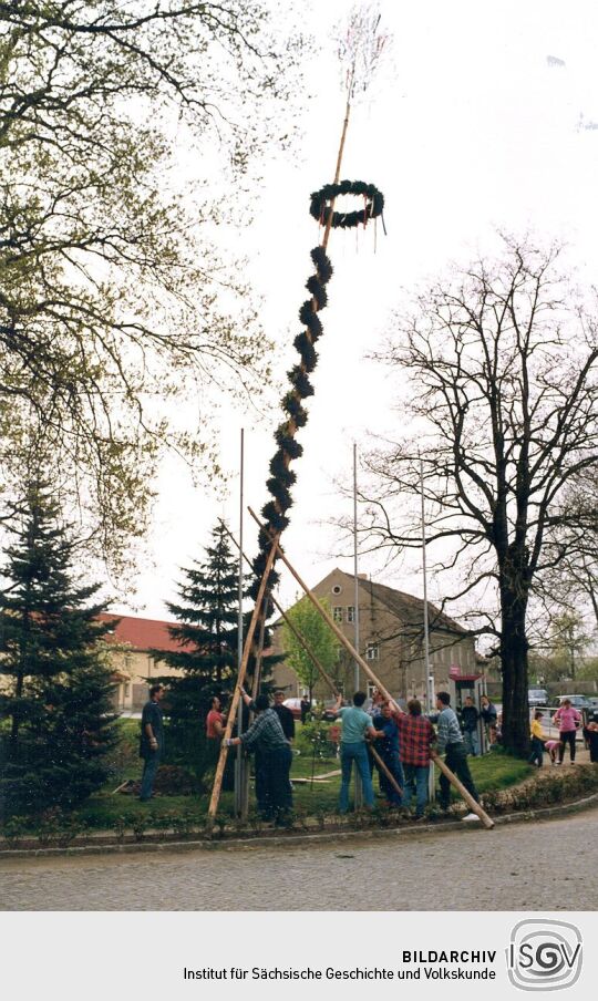 Aufstellen eines Maibaumes in Zschornau-Schiedel