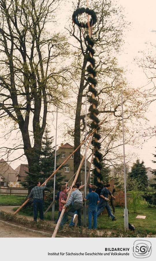 Aufstellen eines Maibaumes in Zschornau-Schiedel