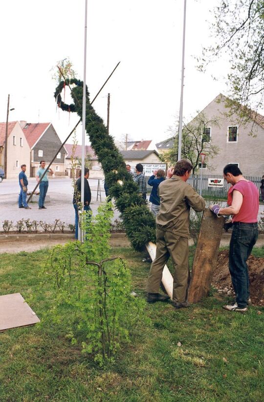 Aufstellen eines Maibaumes in Zschornau-Schiedel