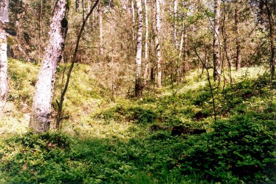 Alter Hohlweg zwischen Koitzsch und Reichenau