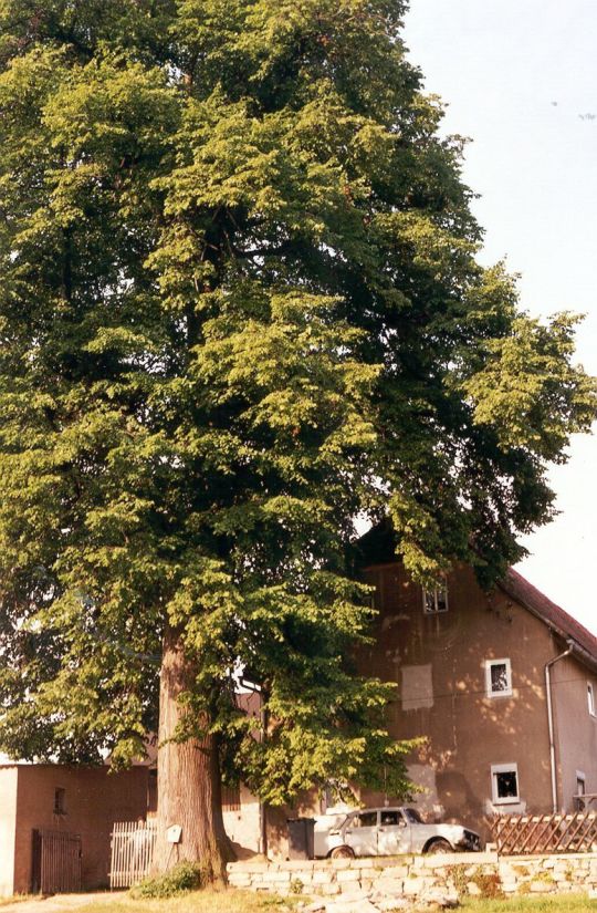 Bauernhof mit alter Linde in Reumtengrün