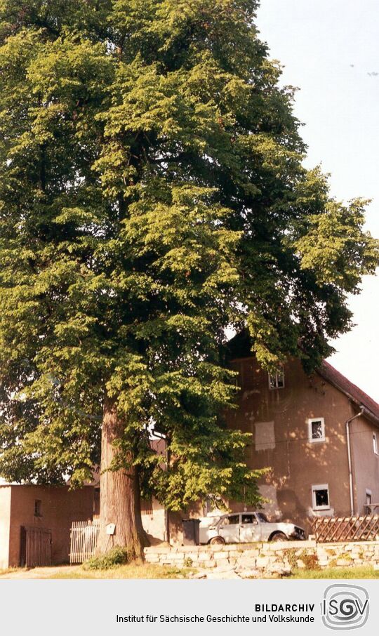 Bauernhof mit alter Linde in Reumtengrün