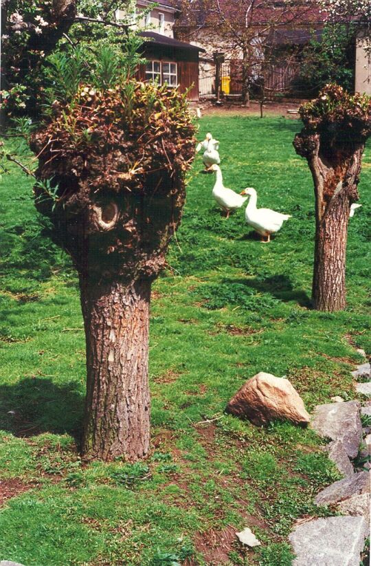 Gänse in einem Lückersdorfer Garten