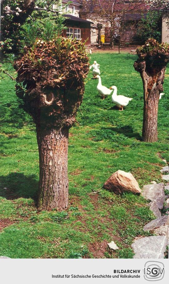 Gänse in einem Lückersdorfer Garten