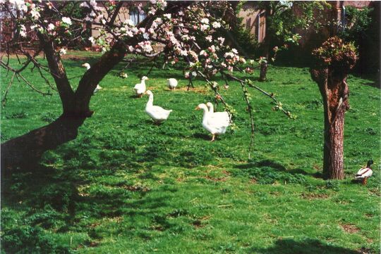 Gänse in einem Lückersdorfer Garten