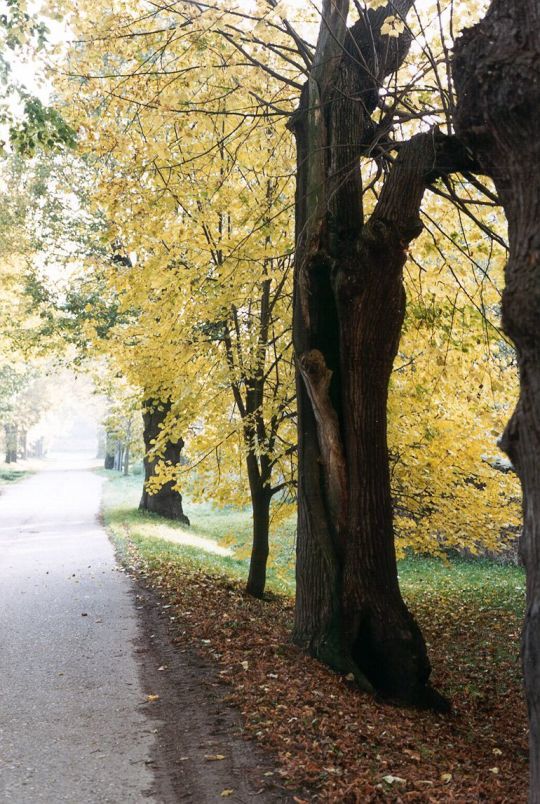 Dorfstraße in Gersdorf