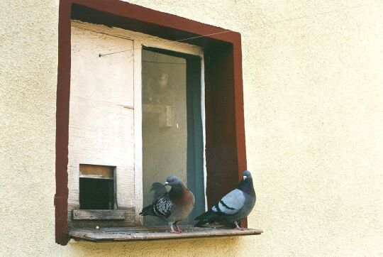 Wohnhaus mit Taubenschlag in Ottendorf-Okrilla