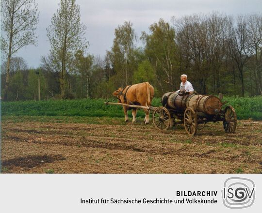 Ochsengespann bei Eibau