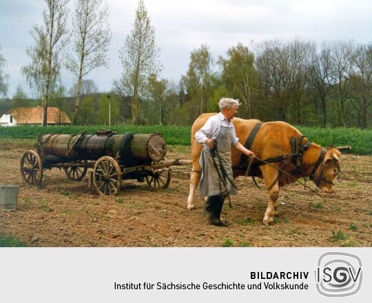 Ochsengespann bei Eibau