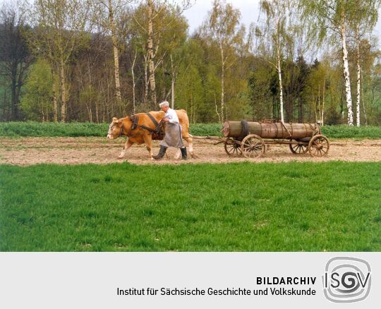 Ochsengespann bei Eibau