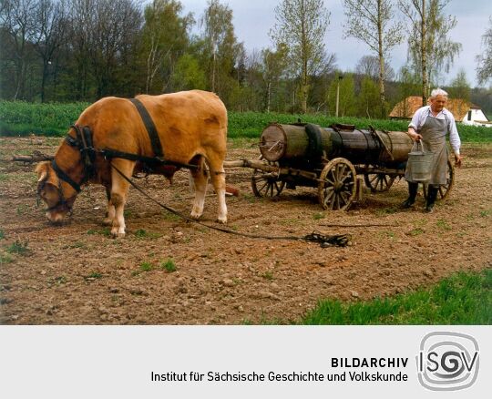 Ochsengespann bei Eibau