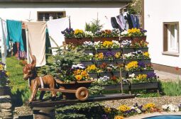 Bild: Blumenschmuck in einem Vorgarten in Obercunnersdorf