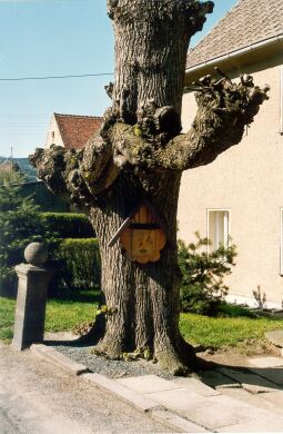 Bild: Briefkasten an einer Linde an der Dorfstraße in Obercunnersdorf
