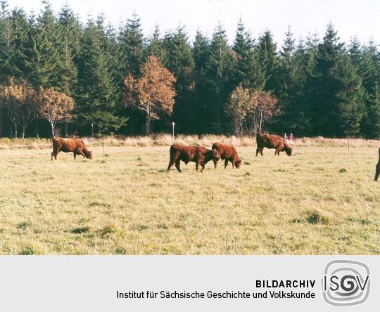 Rinder auf der Weide in Holzhau