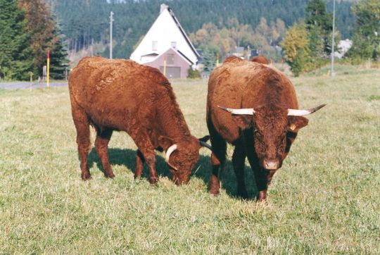 Rinder auf der Weide in Holzhau