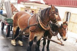Bild: Ein Pferdewagen in Altenberg