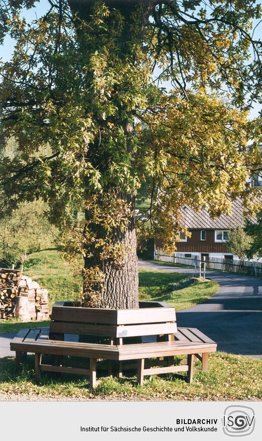 Eiche mit Sitzbank in Hennersdorf