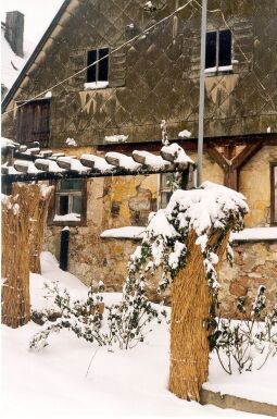 Bild: Wohnhaus mit Rosenranke in Altenberg