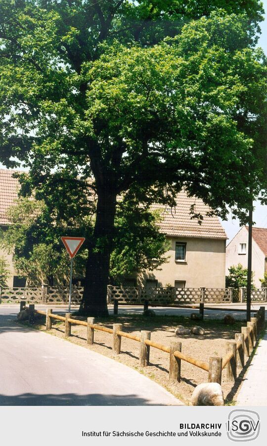 Eiche am Dorfplatz von Sitzenroda