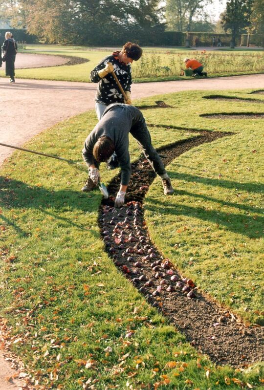 Stecken neuer Blumenzwiebeln im Pillnitzer Schloßpark