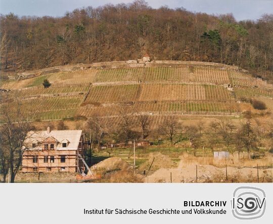 Weinberg in Pillnitz