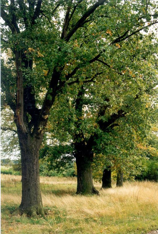 Ehemaliger Dorfplatzes des Dorfes Viereichen