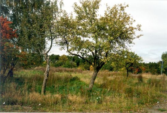 Ehemaliger Obstgarten auf dem Gelände des abgerissenen Dorfes Viereichen