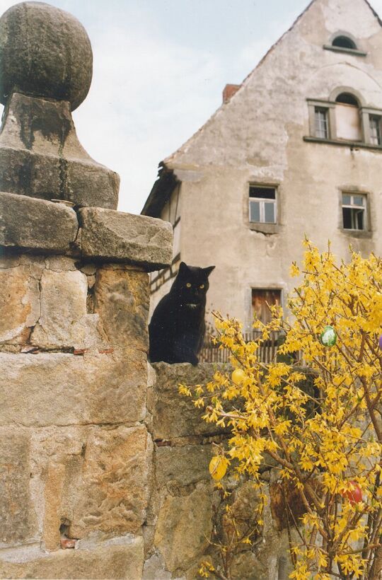 Osterstrauch mit Katze