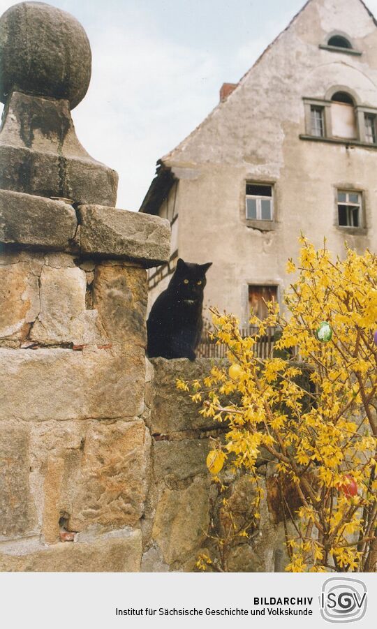 Osterstrauch mit Katze