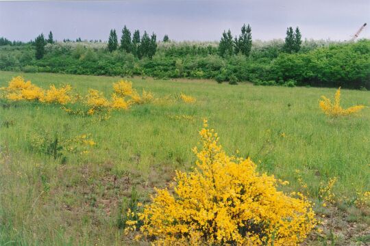 Ehemaliger Tagebau bei Burghammer
