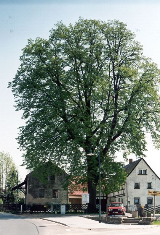 Friedenslinde in Lohmen