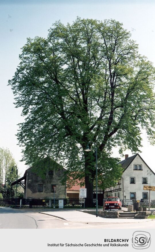 Friedenslinde in Lohmen