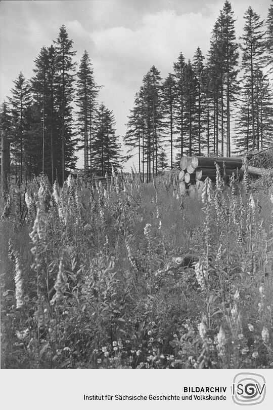 Waldwiese im Bielatal