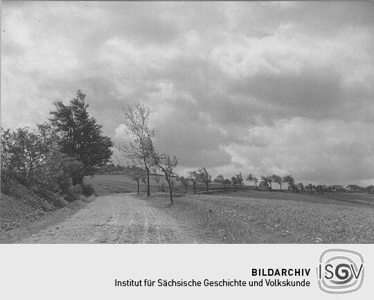 Blühende Vogelbeerbäume bei Altenberg