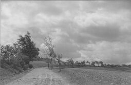 Bild: Blühende Vogelbeerbäume bei Altenberg