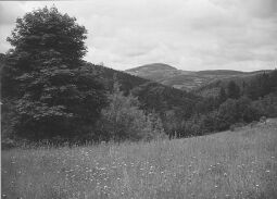 Bild: Blick auf den Geising-Berg