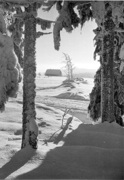 Bild: Landschaft bei Zinnwald