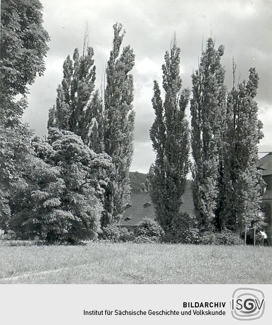 Alte Pappeln am Schloß Pillnitz