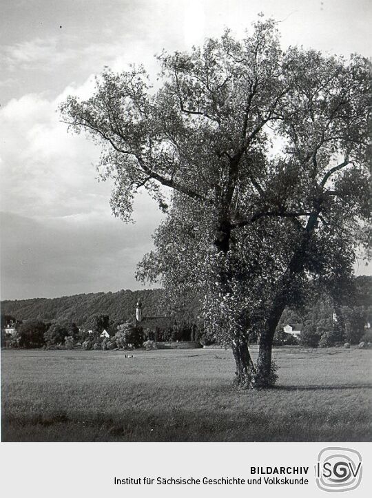 Blick auf Hosterwitz