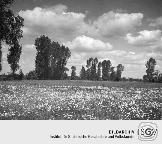 Die Elsterauen bei Pegau